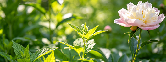 植物胁迫九因子