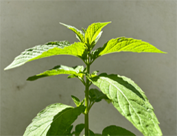 植物脂肪酸与油脂检测