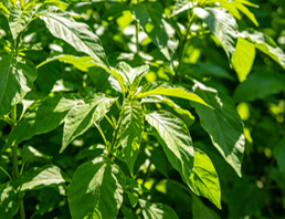 植物元素与同位素检测