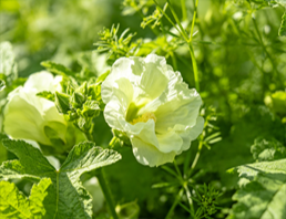 植物激素与生长调节剂检测